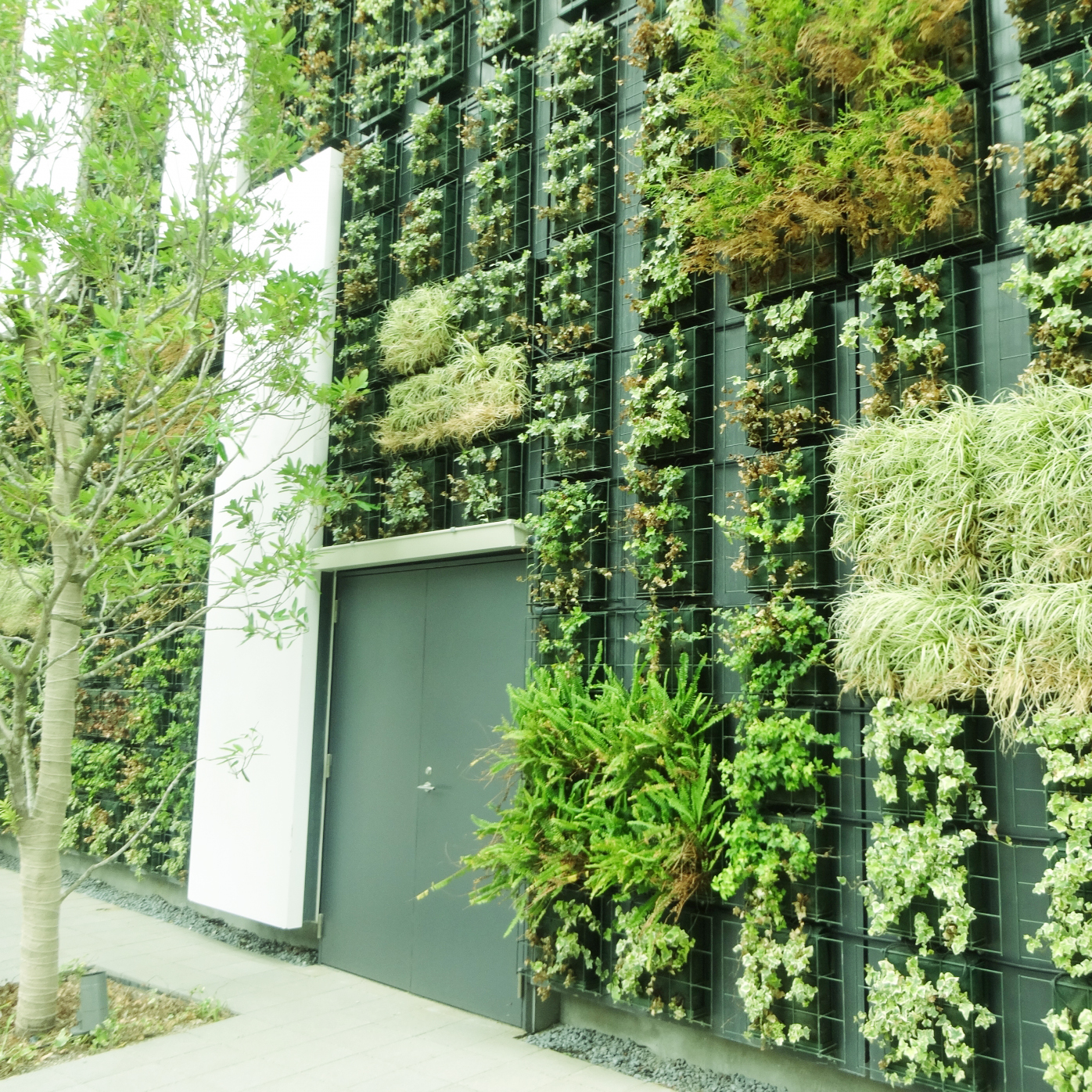 渋谷ストリームの緑化外壁